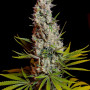 Cannabis seeds SWEET CHEESE® from Sweet Seeds