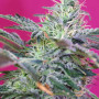Cannabis seeds SWEET CHEESE AUTO® from Sweet Seeds