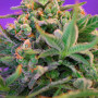 Cannabis seeds SWEET MANDARINE ZKITTLEZ F1 FAST VERSION® from Sweet Seeds
