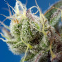 Cannabis seeds SWEET CHEESE XL AUTO® from Sweet Seeds