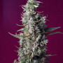 Cannabis seeds SWEET CHERRY PIE® from Sweet Seeds