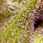 Cannabis seeds SWEET CHERRY PIE® from Sweet Seeds