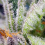 Cannabis seeds SWEET MANDARINE ZKITTLEZ F1 FAST VERSION® from Sweet Seeds