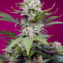 Cannabis seeds SWEET MANDARINE ZKITTLEZ XL AUTO® from Sweet Seeds