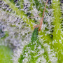 Cannabis seeds SWEET MANDARINE ZKITTLEZ XL AUTO® from Sweet Seeds