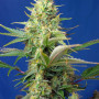 Cannabis seeds SWEET PURE AUTO CBD® from Sweet Seeds