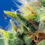 Cannabis seeds SWEET PURE AUTO CBD® from Sweet Seeds