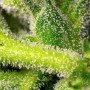 Cannabis seeds RED PURE AUTO CBD® from Sweet Seeds