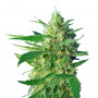 Cannabis seeds ICE COOL® from Sweet Seeds