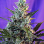 Cannabis seeds SWEET SKUNK AUTO® from Sweet Seeds