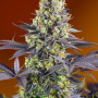 Cannabis seeds SWEET ZENZATION® from Sweet Seeds
