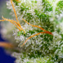 Cannabis seeds SWEET ZENZATION® from Sweet Seeds