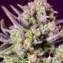 Cannabis seeds SWEET ZENZATION XL AUTO® from Sweet Seeds