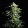 Cannabis seed variety Swiss Dream Auto CBD