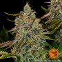 Cannabis seeds TANGERINE DREAM AUTO from Barney's Farm