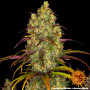 Cannabis seeds TANGERINE DREAM from Barney's Farm