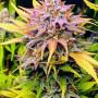 Сорт семян каннабиса Auto Tangie