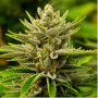 Сорт семян каннабиса Tangie