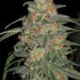 Сорт семян каннабиса Tangie