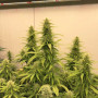 Cannabis seeds THC-VICTORY® from Dutch Passion