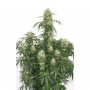 Cannabis seeds THE ULTIMATE® from Dutch Passion