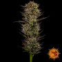 Семена конопли Thin Mint x Sour Pinot Auto от Barney's Farm