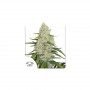 Cannabis seeds AUTO THINK BIG® from Dutch Passion
