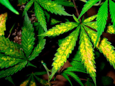 Болезнь листьев конопли шизофрения и марихуана
