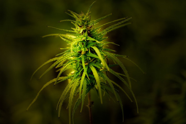 TOP 5 low-smelling cannabis varieties