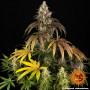 Семена конопли Trainwreck от Barney's Farm