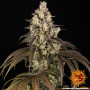 Семена конопли Trainwreck от Barney's Farm