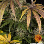 Семена конопли Trainwreck от Barney's Farm