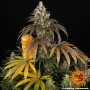 Семена конопли Trainwreck от Barney's Farm