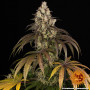 Семена конопли Trainwreck от Barney's Farm