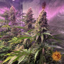Семена конопли Tropicanna Banana от Barney's Farm