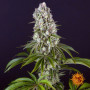 Семена конопли Tropicanna Banana от Barney's Farm