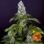 Семена конопли Tropicanna Banana от Barney's Farm