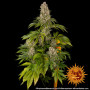 Семена конопли Tropicanna Banana от Barney's Farm