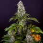 Семена конопли Tropicanna Banana от Barney's Farm