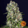 Семена конопли Tropicanna Banana от Barney's Farm