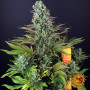 Семена конопли Tropicanna Banana от Barney's Farm