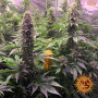 Семена конопли Tropicanna Banana от Barney's Farm