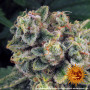 Семена конопли Tropicanna Banana от Barney's Farm