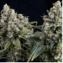 Cannabis seed variety Auto Tutankhamon Feminised Gold