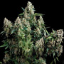 Cannabis seed variety Auto Tutankhamon Feminised Gold