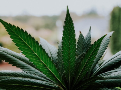 What is the secret of marijuana fertilizers?