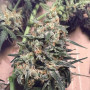 Cannabis seed variety Auto Super Skunk Feminised Silver