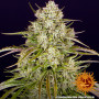 Cannabis seeds WEDDING CAKE AUTO from Barney's Farm