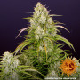 Cannabis seeds WEDDING CAKE AUTO from Barney's Farm