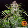 Cannabis seeds WEDDING CAKE AUTO from Barney's Farm